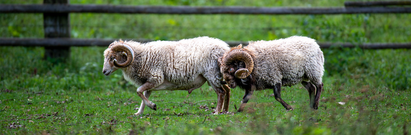 Tiere am Bauernhof