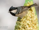 dsc8019