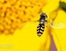 fliege