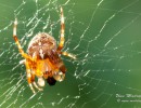 spinne