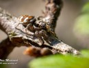 spinne2
