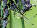 spinne3