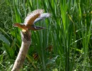 dsc